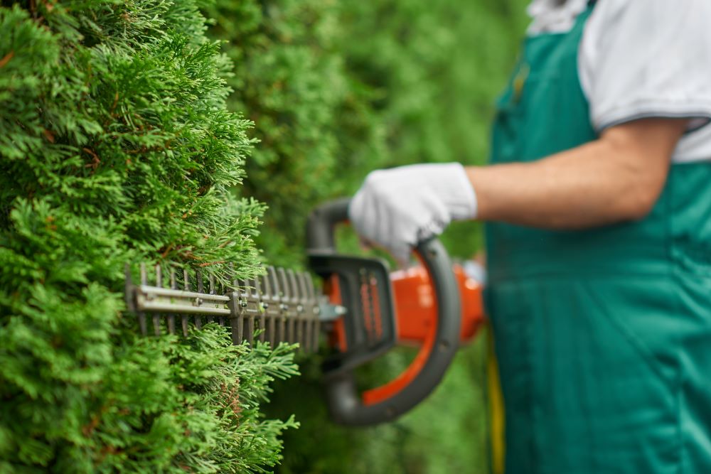 manutenzione giardini a Minturno, Formia, Gaeta e Cassino